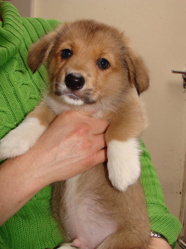 Puppies